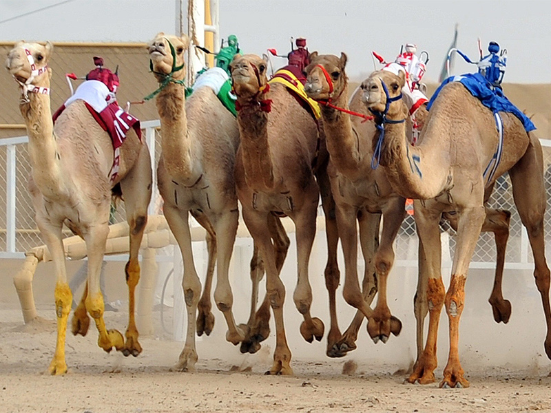 45 مليون ريال جوائز مهرجان ولي العهد للهجن
